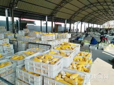鲜食玉米“藏粮于技” 种子——一县一品，木兰粗食“喝”起来