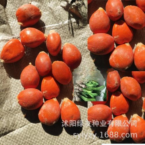 沭阳种子产业 小草种撑起大市场