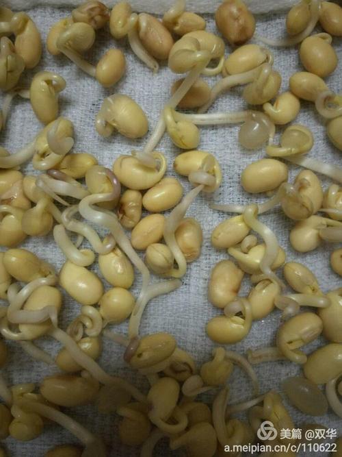 光照与黑暗对黄豆种子萌发影响的实验研究